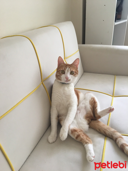 Sarman, Kedi  Tarçın fotoğrafı