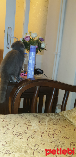 Scottish Fold, Kedi  Pufpuf fotoğrafı