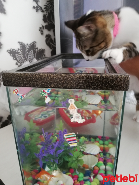 Tekir Kedi, Kedi  Fatoş fotoğrafı