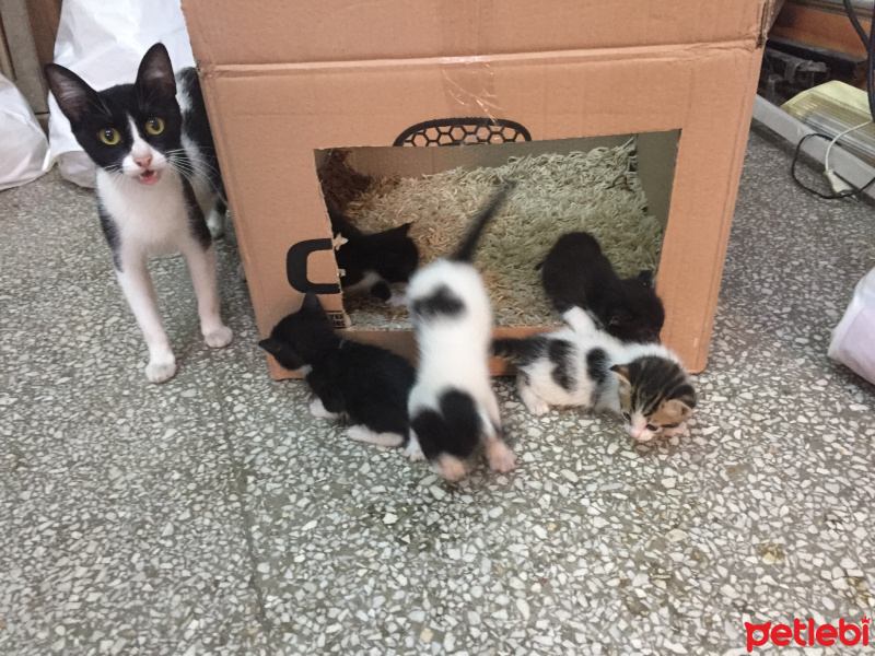 Tekir Kedi, Kedi  Tekir fotoğrafı