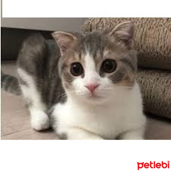 Scottish Fold, Kedi  Lokum fotoğrafı