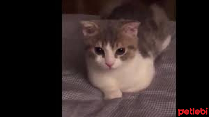 Scottish Fold, Kedi  Lokum fotoğrafı