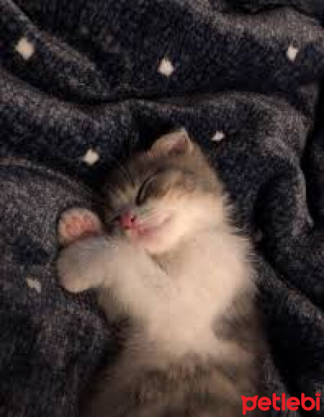 Scottish Fold, Kedi  Lokum fotoğrafı