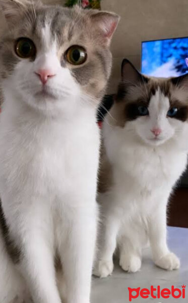 Scottish Fold, Kedi  Lokum fotoğrafı