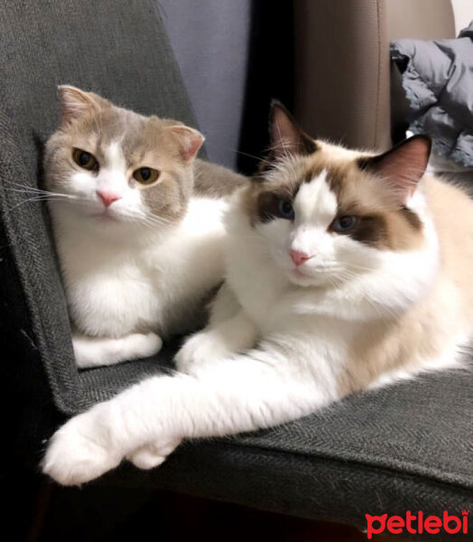 Scottish Fold, Kedi  Lokum fotoğrafı