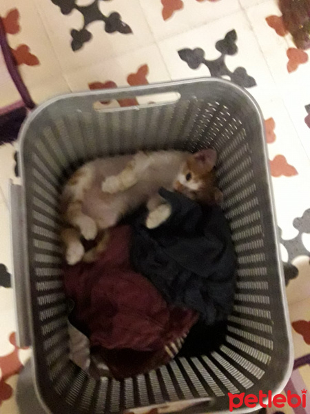 Sarman, Kedi  Köri fotoğrafı
