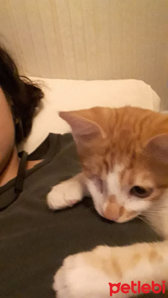 Sarman, Kedi  Köri fotoğrafı