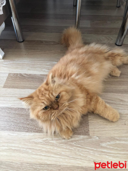 İran Kedisi (Persian), Kedi  Leo fotoğrafı