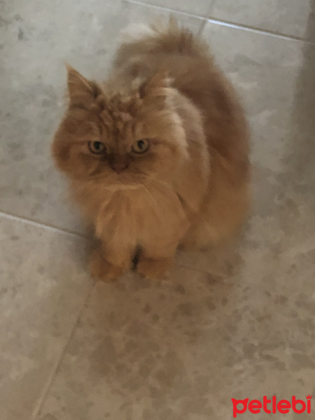 İran Kedisi (Persian), Kedi  Leo fotoğrafı