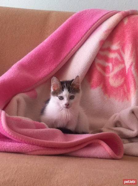 Tekir Kedi, Kedi  Zaya fotoğrafı