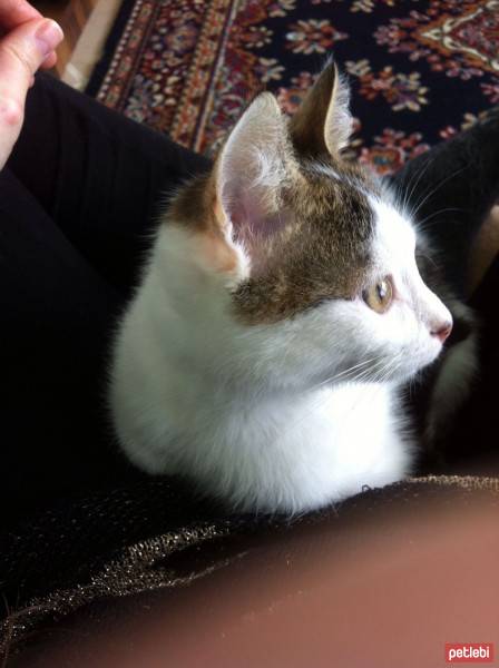 Tekir Kedi, Kedi  Zaya fotoğrafı