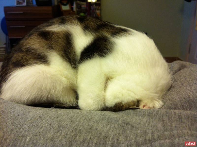 Tekir Kedi, Kedi  Zaya fotoğrafı