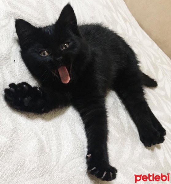 Bombay, Kedi  Lupin fotoğrafı