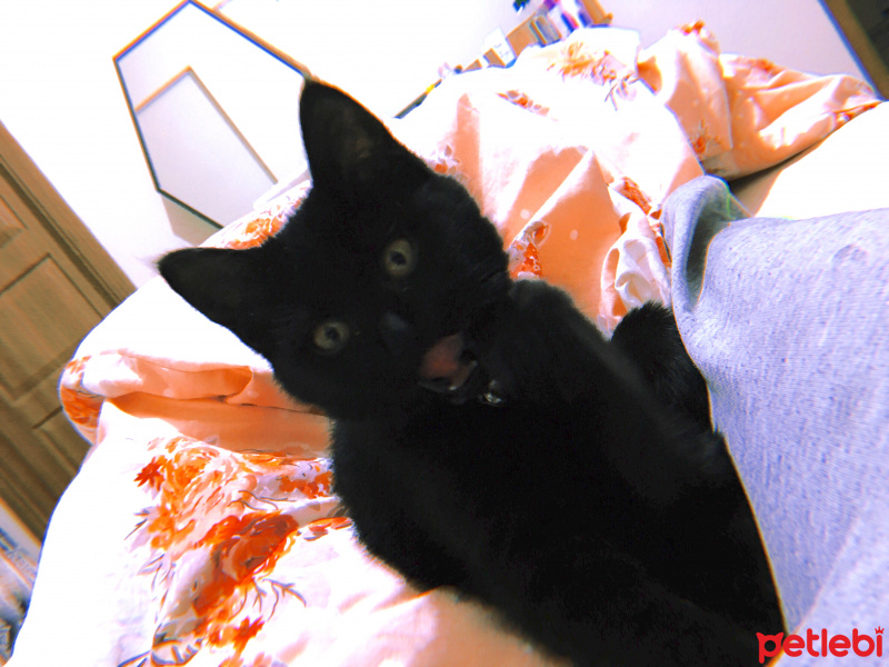 Bombay, Kedi  Lupin fotoğrafı
