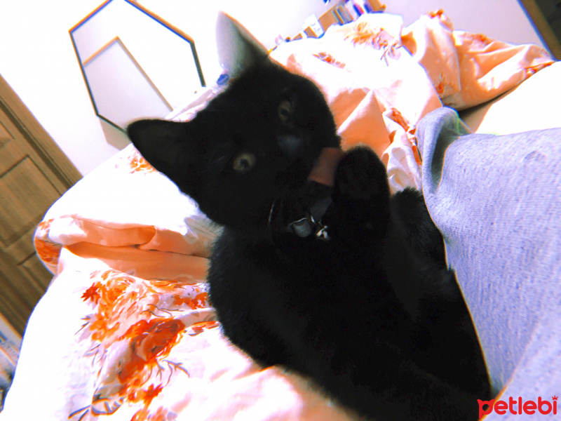 Bombay, Kedi  Lupin fotoğrafı