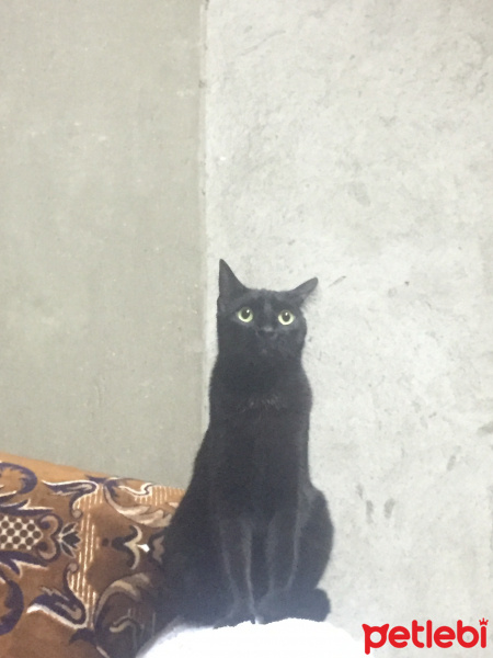 Bombay, Kedi  Bitter fotoğrafı