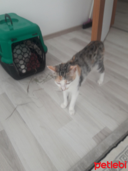 Tekir Kedi, Kedi  Rengin fotoğrafı