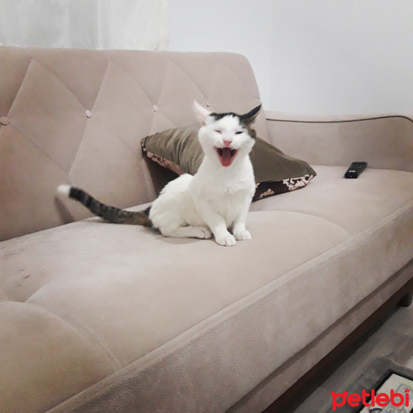 Tekir Kedi, Kedi  Rengin fotoğrafı