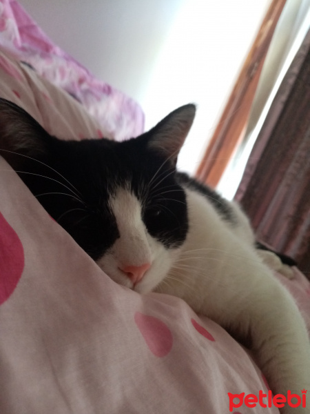 Ankara Kedisi, Kedi  Çiçi fotoğrafı