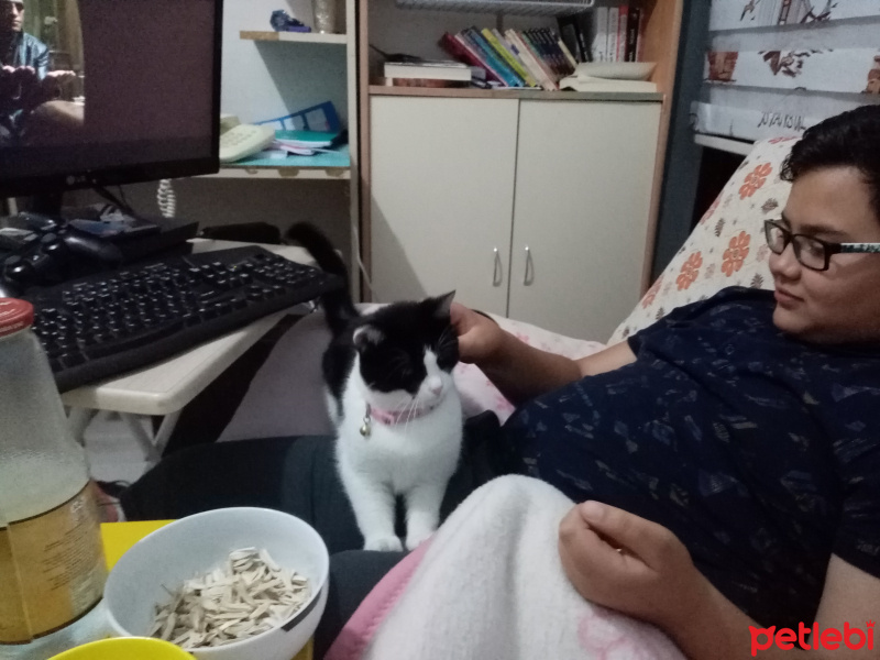 Ankara Kedisi, Kedi  Çiçi fotoğrafı