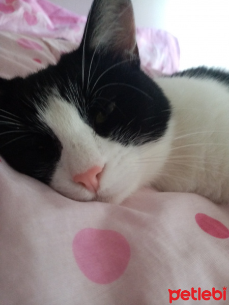 Ankara Kedisi, Kedi  Çiçi fotoğrafı