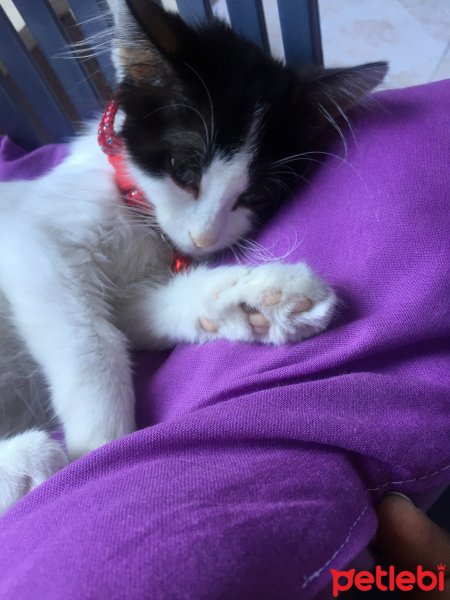 Tuxedo (Smokin) Kedi, Kedi  Fındık fotoğrafı