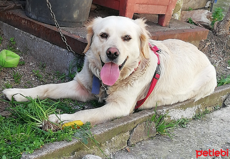 Golden Retriever, Köpek  Tarçın fotoğrafı