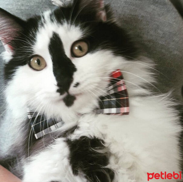 Tuxedo (Smokin) Kedi, Kedi  Ponçik fotoğrafı