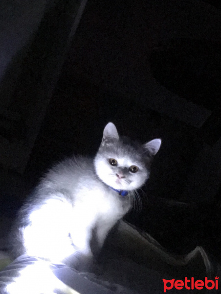 British Shorthair, Kedi  Bulut fotoğrafı