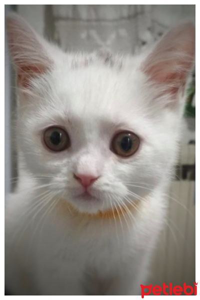 British Shorthair, Kedi  Bulut fotoğrafı