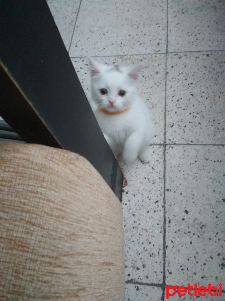 British Shorthair, Kedi  Bulut fotoğrafı