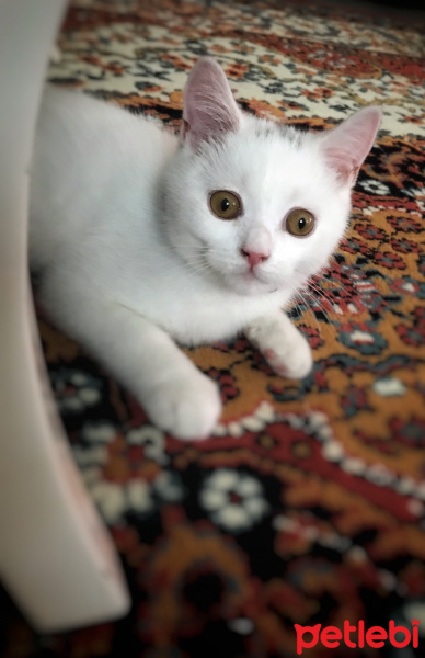 British Shorthair, Kedi  Bulut fotoğrafı