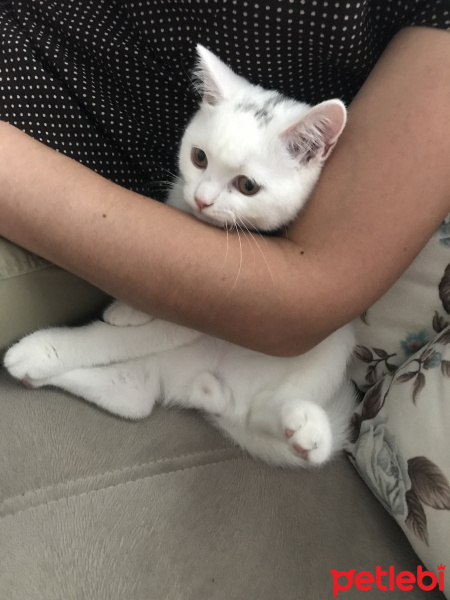British Shorthair, Kedi  Bulut fotoğrafı