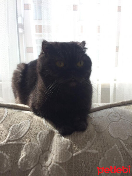 Scottish Fold, Kedi  Batikon fotoğrafı