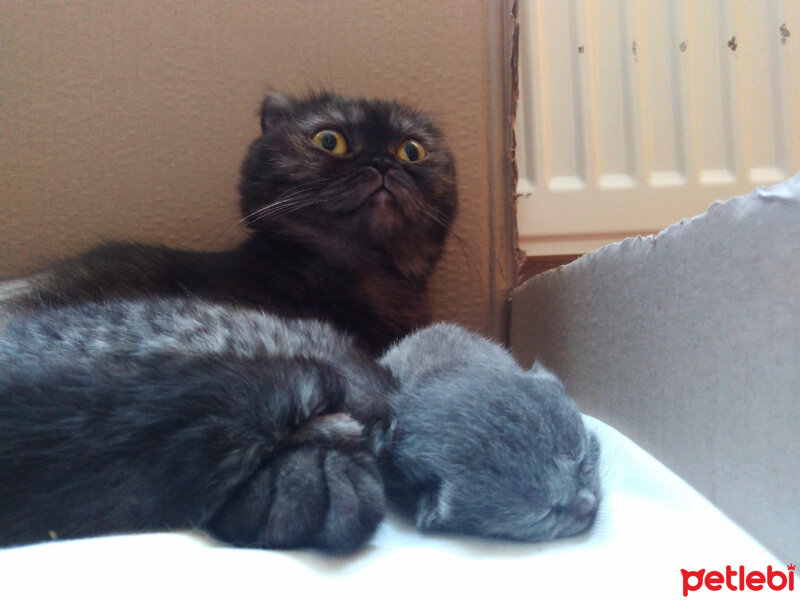 Scottish Fold, Kedi  Batikon fotoğrafı