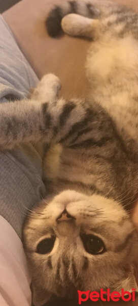 Scottish Fold, Kedi  Kofu fotoğrafı