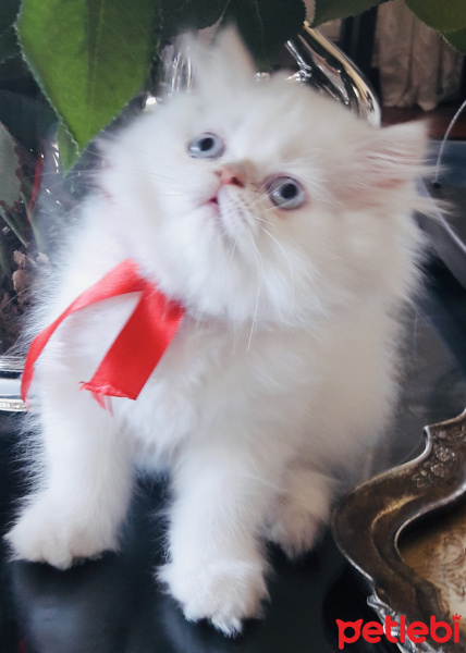 Exotic Shorthair, Kedi  PİSİ fotoğrafı