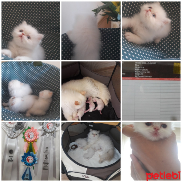 Exotic Shorthair, Kedi  PİSİ fotoğrafı