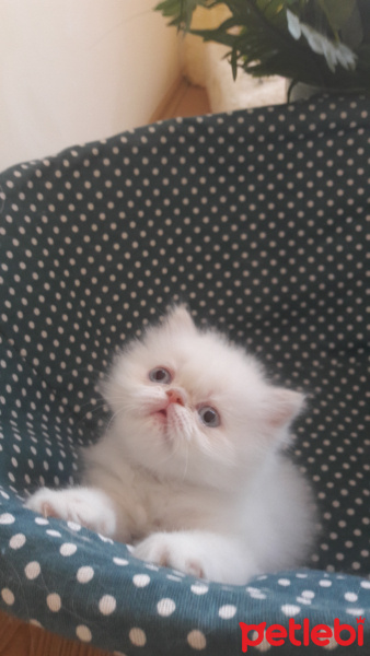 Exotic Shorthair, Kedi  PİSİ fotoğrafı