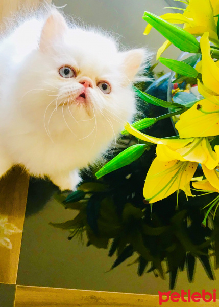 İran Kedisi (Persian), Kedi  OYUNCU fotoğrafı