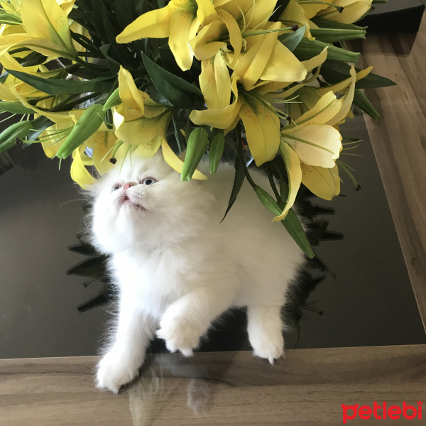 İran Kedisi (Persian), Kedi  OYUNCU fotoğrafı