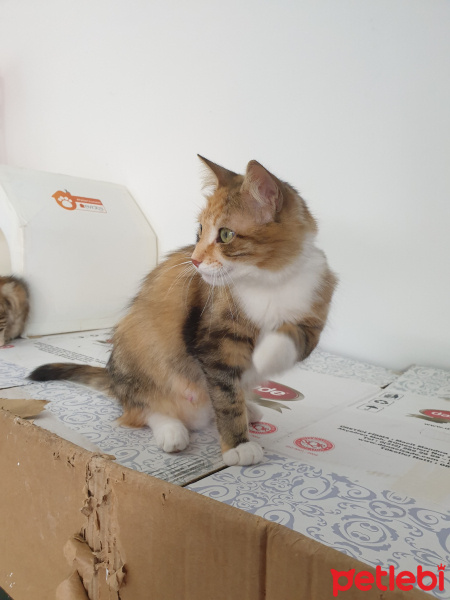 Tekir Kedi, Kedi  Kınalı fotoğrafı