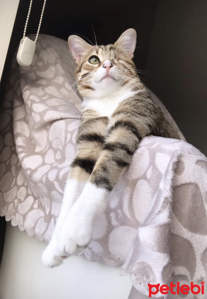 Tekir Kedi, Kedi  Mars fotoğrafı
