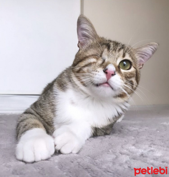 Tekir Kedi, Kedi  Mars fotoğrafı