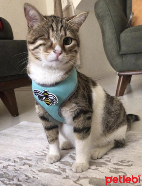 Tekir Kedi, Kedi  Mars fotoğrafı