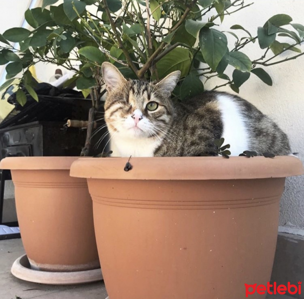 Tekir Kedi, Kedi  Mars fotoğrafı