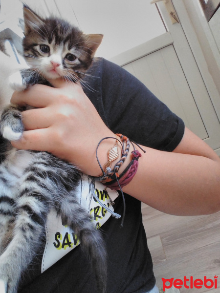 İran Kedisi (Persian), Kedi  Adi yok fotoğrafı