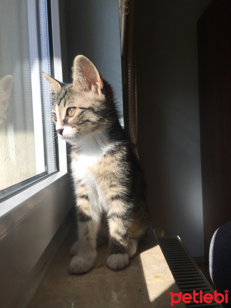 Tekir Kedi, Kedi  Rozy fotoğrafı
