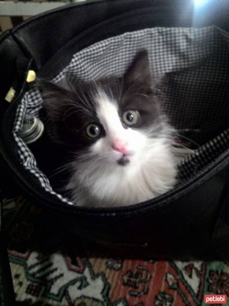 Tekir Kedi, Kedi  şadi fotoğrafı