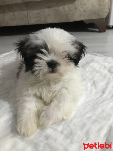 Shih Tzu, Köpek  Pilot fotoğrafı